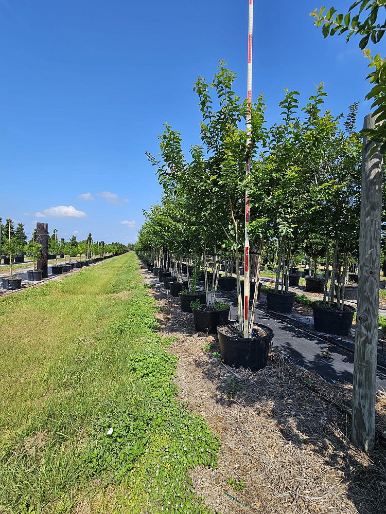 lagerstroemia-fauriei-muskogee-japanese-crape-myrtle