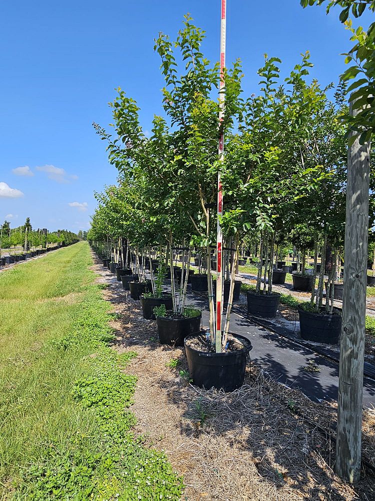 lagerstroemia-fauriei-muskogee-japanese-crape-myrtle