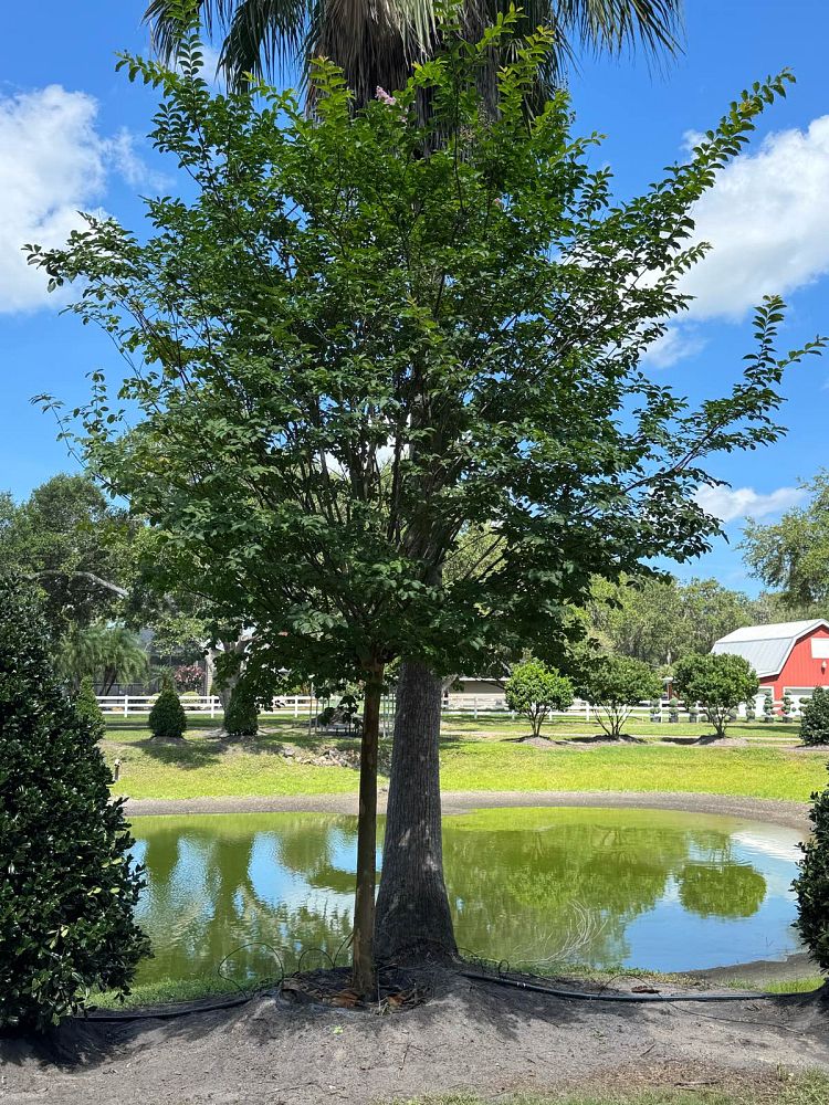 lagerstroemia-fauriei-muskogee-japanese-crape-myrtle