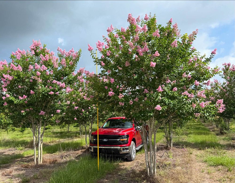 lagerstroemia-fauriei-muskogee-japanese-crape-myrtle
