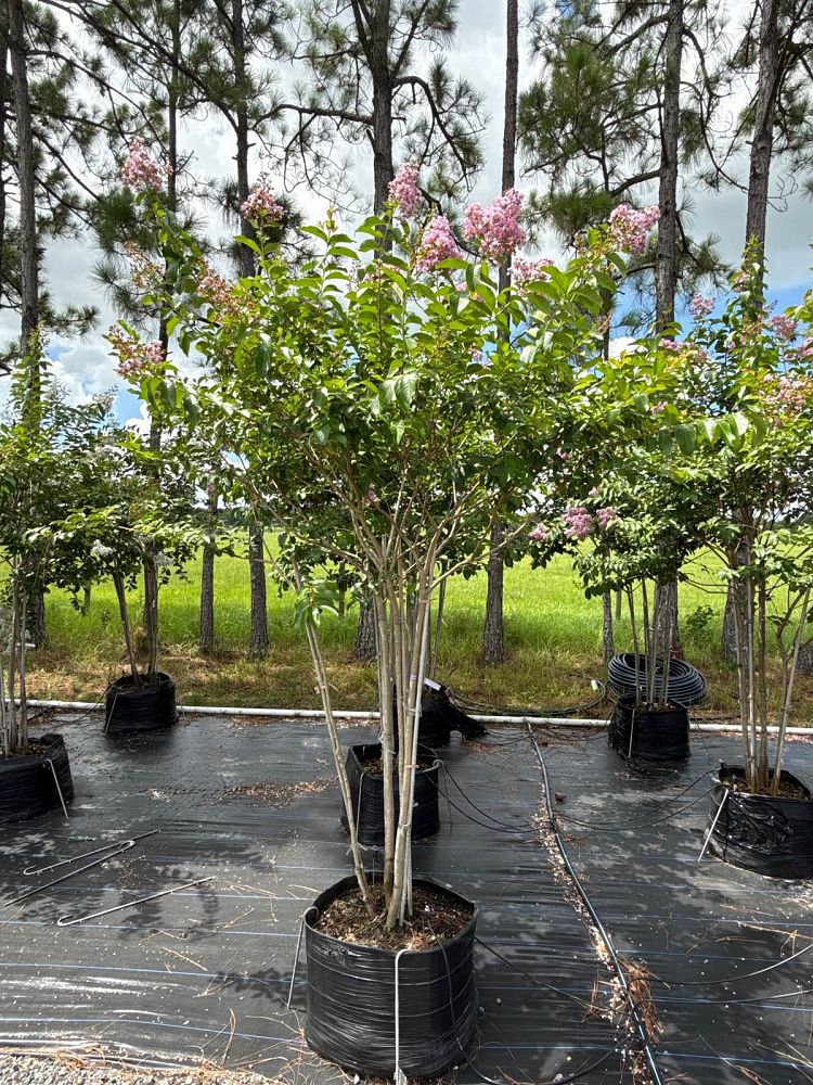 lagerstroemia-fauriei-muskogee-japanese-crape-myrtle