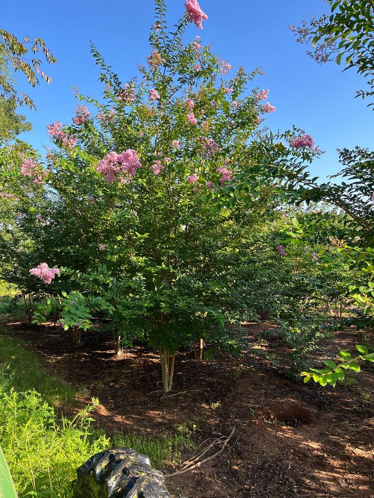 lagerstroemia-fauriei-muskogee-japanese-crape-myrtle