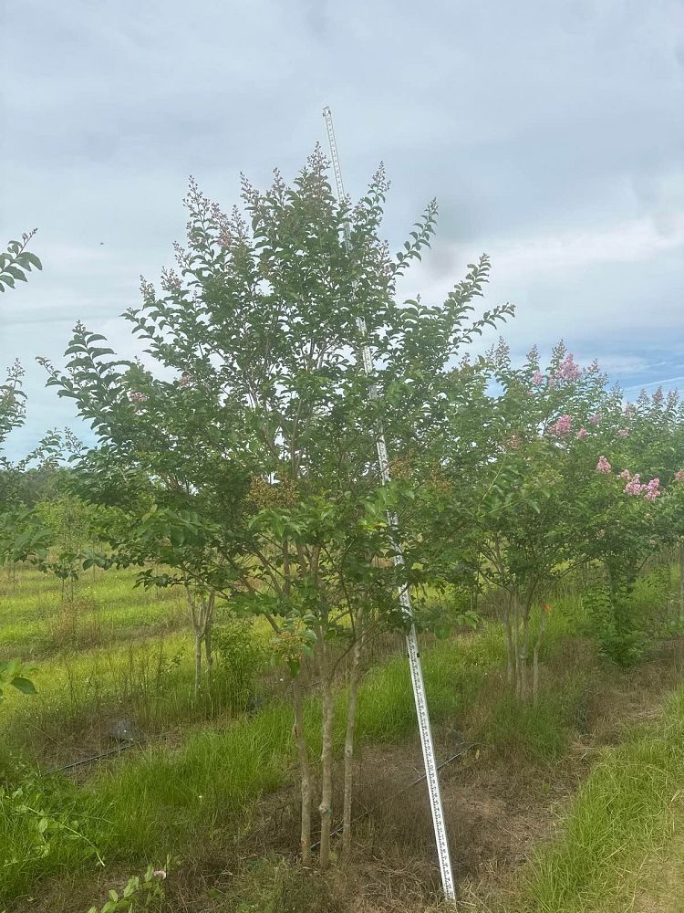 lagerstroemia-fauriei-muskogee-japanese-crape-myrtle