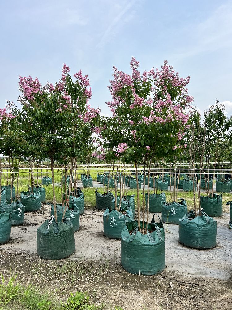 lagerstroemia-fauriei-muskogee-japanese-crape-myrtle