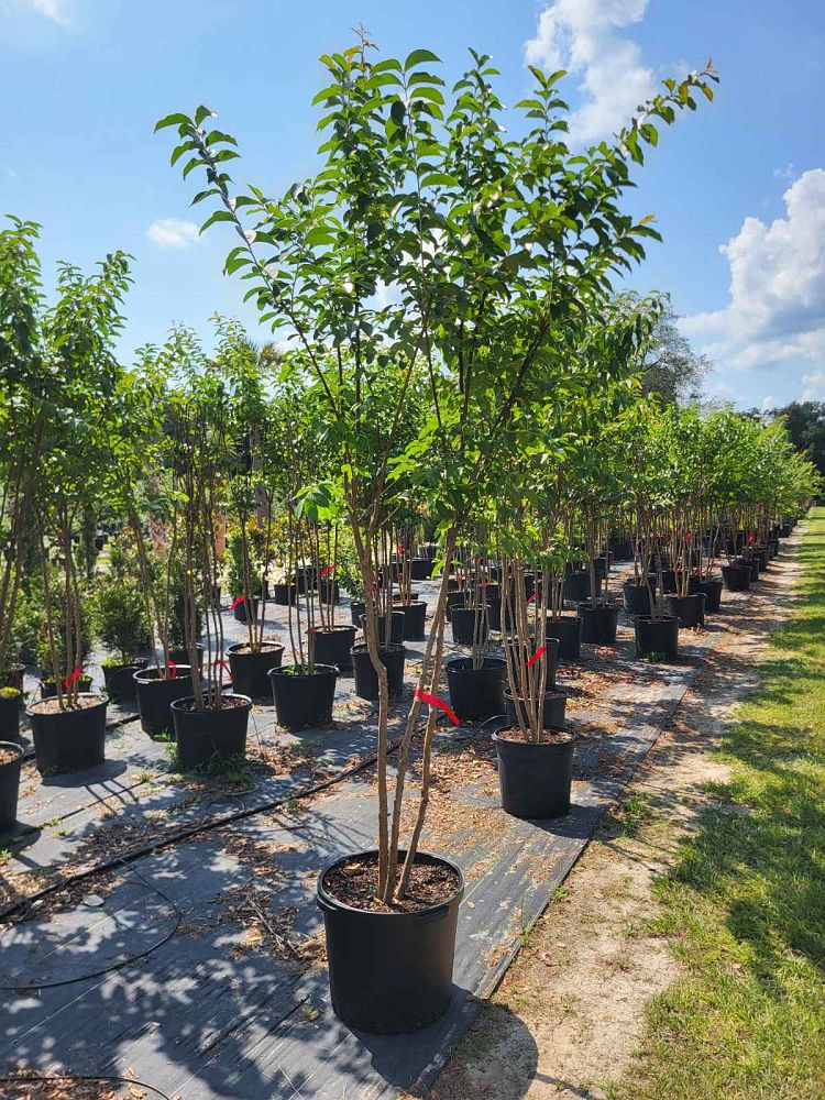 lagerstroemia-fauriei-muskogee-japanese-crape-myrtle