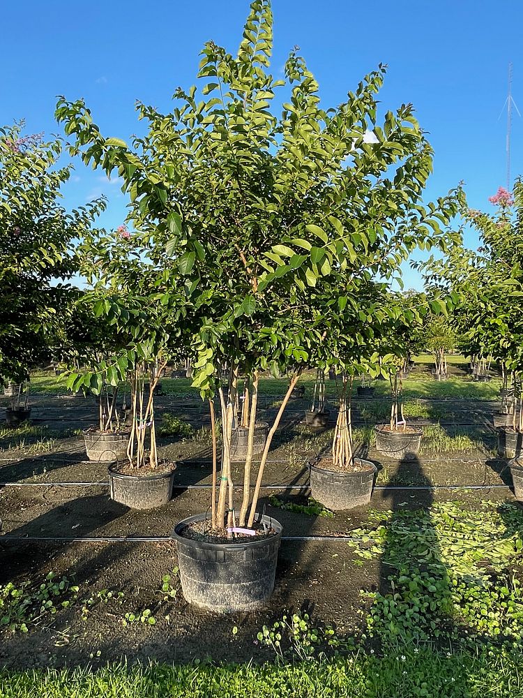 lagerstroemia-fauriei-muskogee-japanese-crape-myrtle