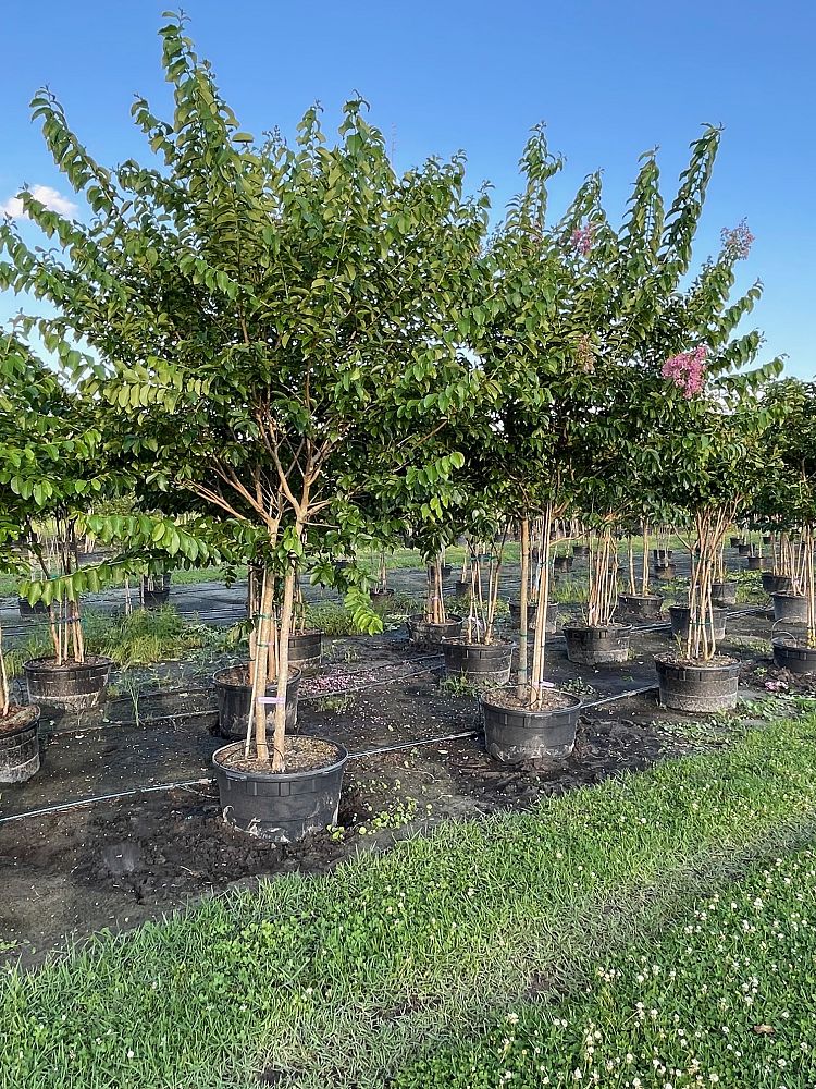 lagerstroemia-fauriei-muskogee-japanese-crape-myrtle