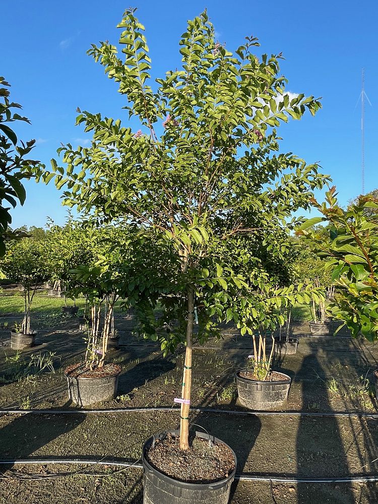 lagerstroemia-fauriei-muskogee-japanese-crape-myrtle