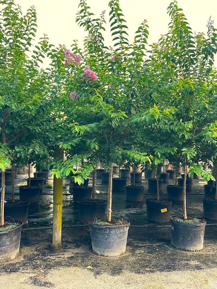lagerstroemia-fauriei-muskogee-japanese-crape-myrtle