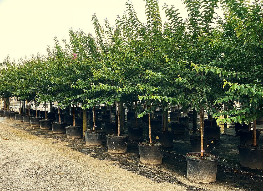 lagerstroemia-fauriei-muskogee-japanese-crape-myrtle
