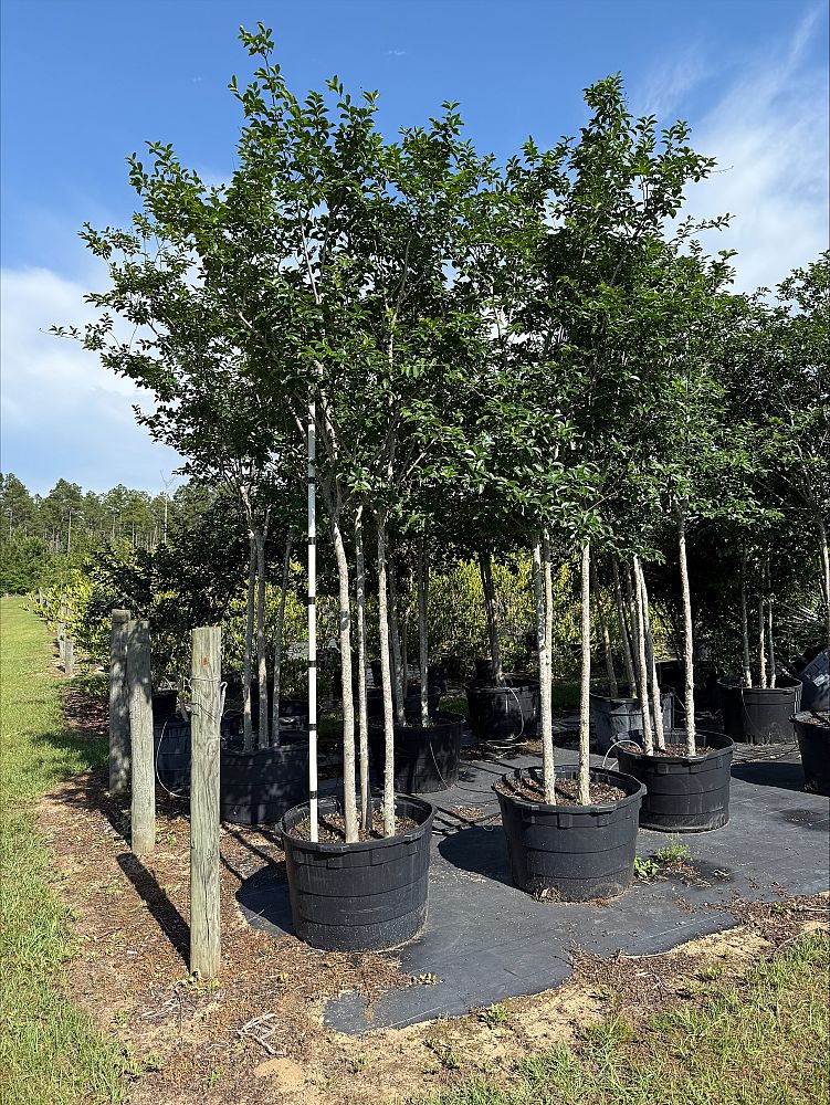 lagerstroemia-fauriei-muskogee-japanese-crape-myrtle