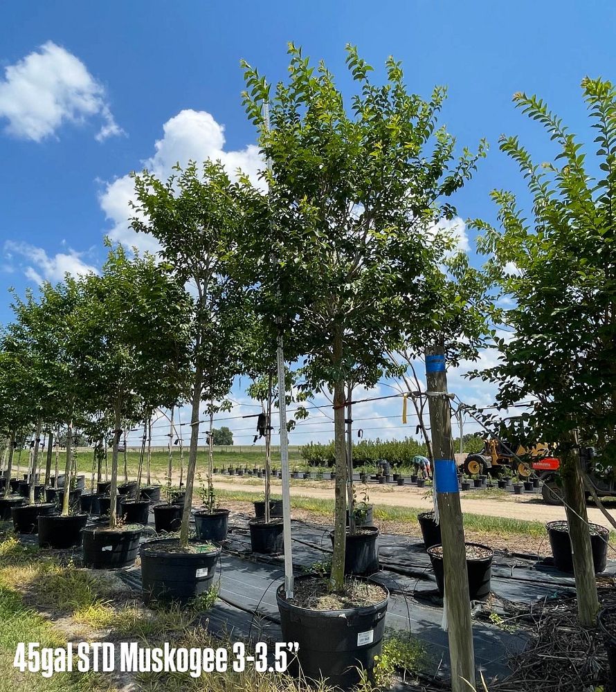 lagerstroemia-fauriei-muskogee-japanese-crape-myrtle