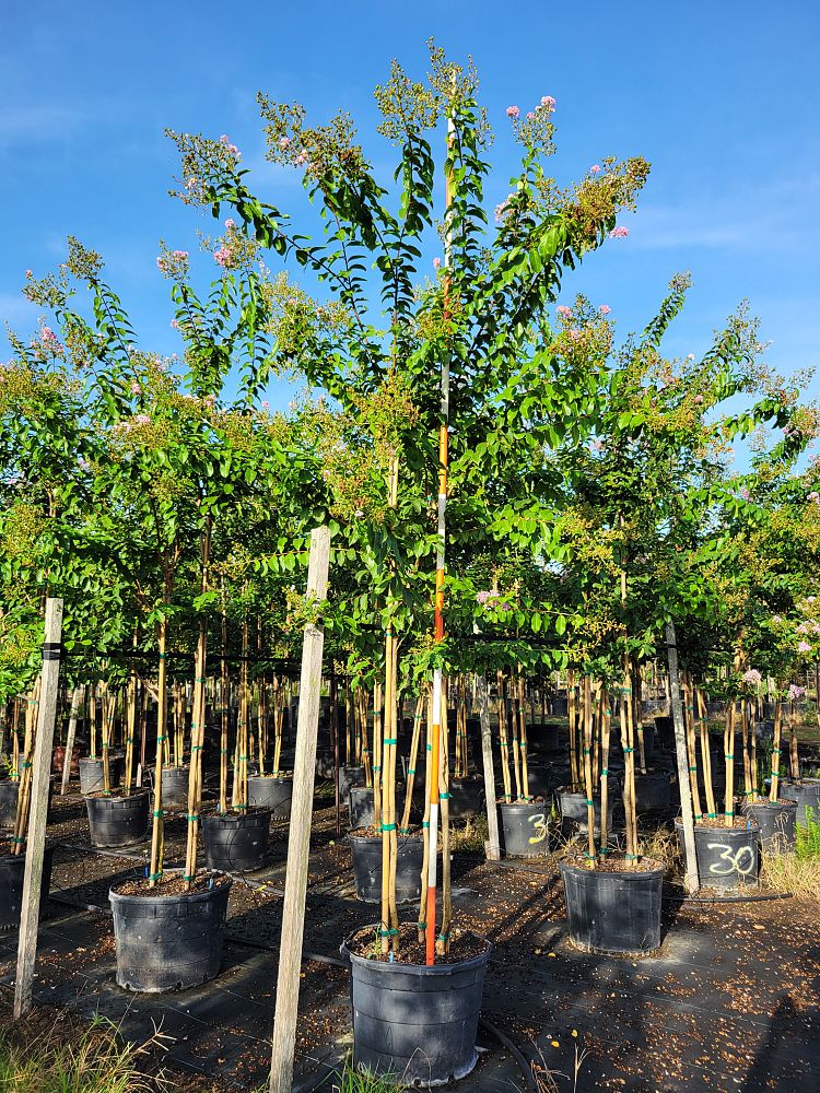 lagerstroemia-fauriei-muskogee-japanese-crape-myrtle