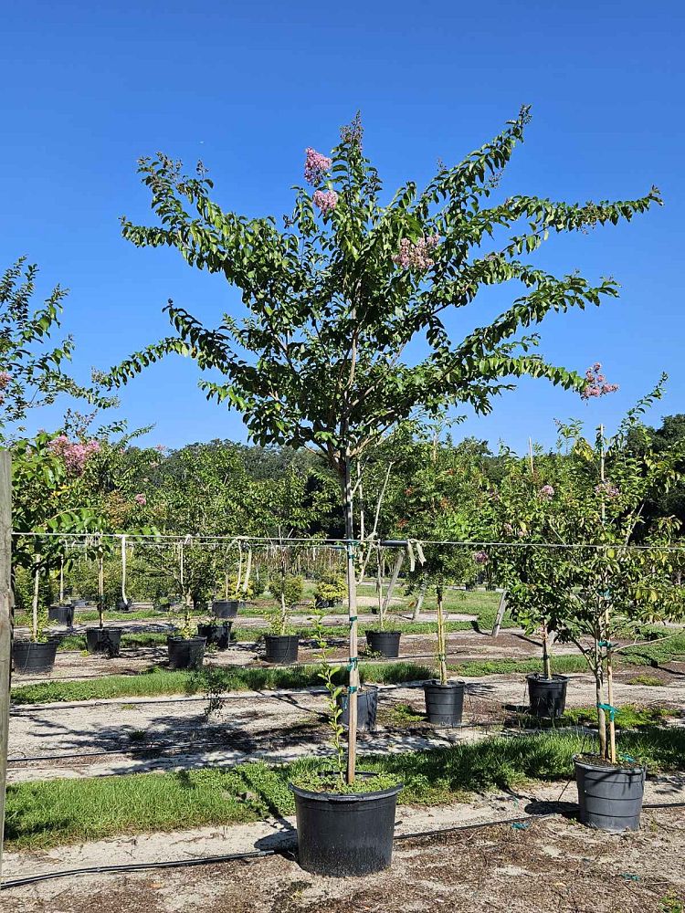 lagerstroemia-fauriei-muskogee-japanese-crape-myrtle