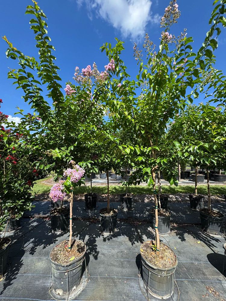 lagerstroemia-fauriei-muskogee-japanese-crape-myrtle