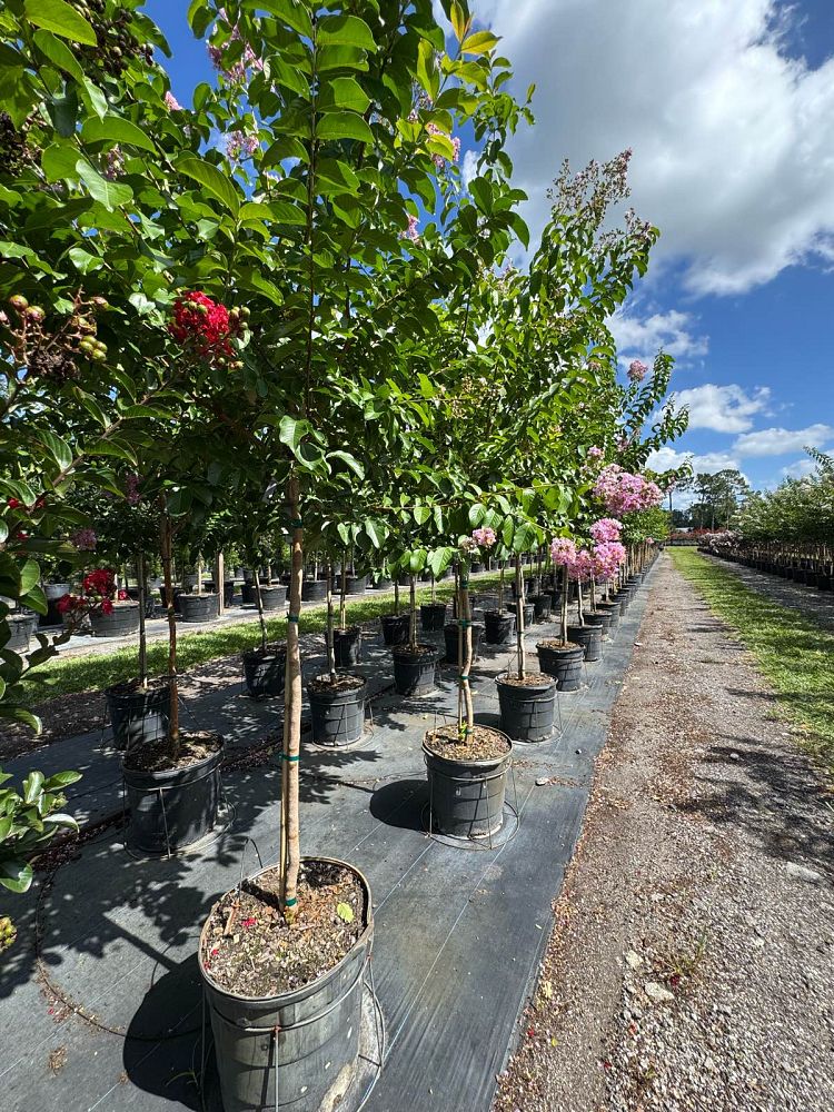 lagerstroemia-fauriei-muskogee-japanese-crape-myrtle