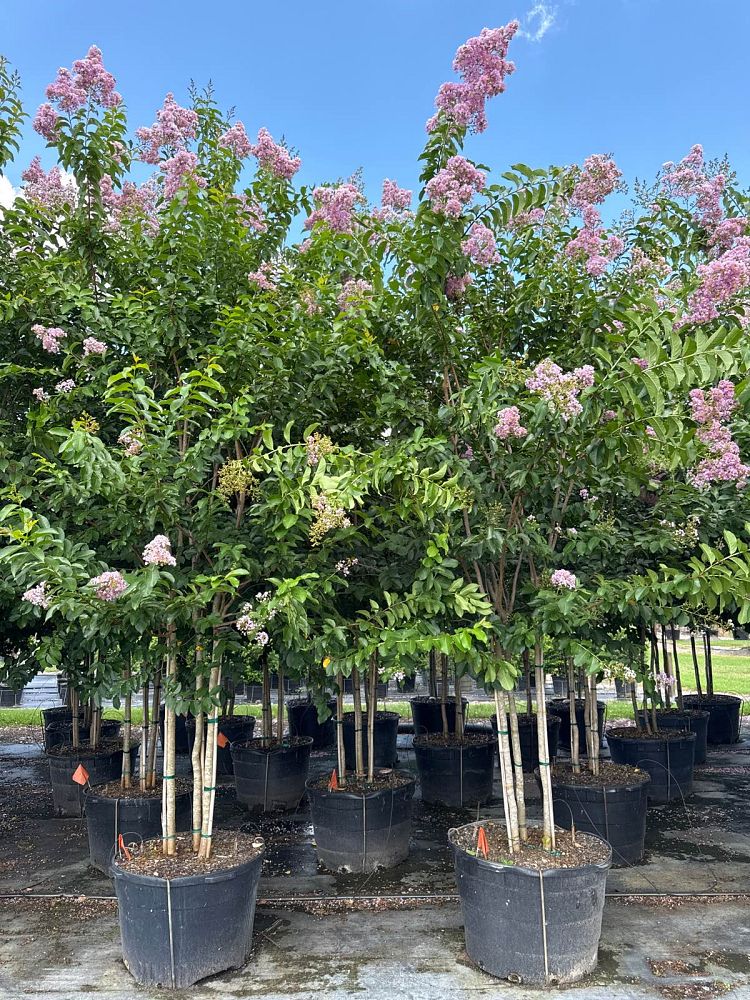 lagerstroemia-fauriei-muskogee-japanese-crape-myrtle
