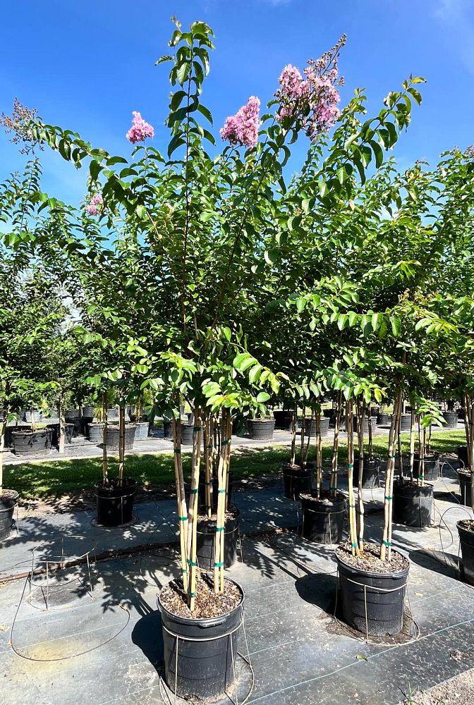 lagerstroemia-fauriei-muskogee-japanese-crape-myrtle