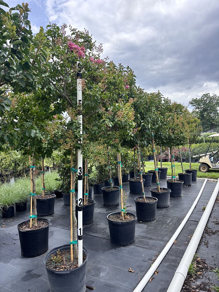 lagerstroemia-fauriei-muskogee-japanese-crape-myrtle