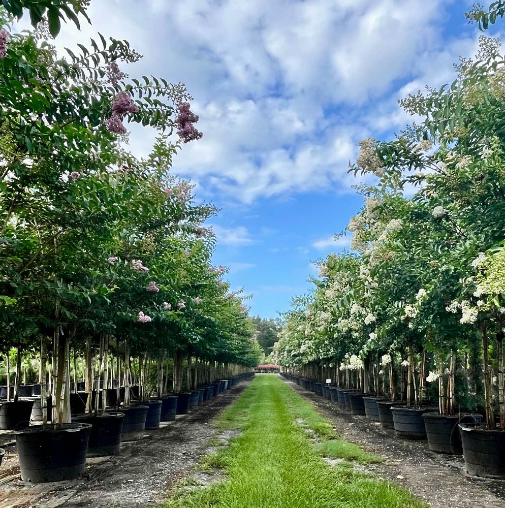 lagerstroemia-fauriei-muskogee-japanese-crape-myrtle