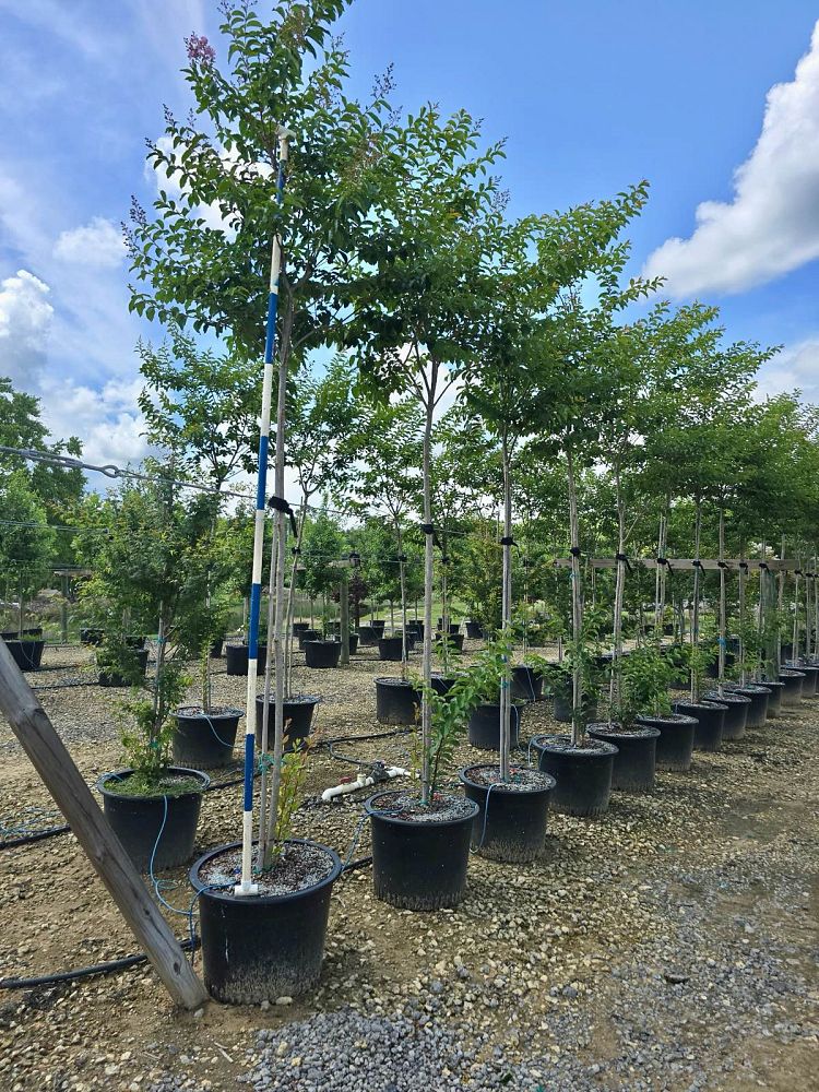 lagerstroemia-fauriei-muskogee-japanese-crape-myrtle