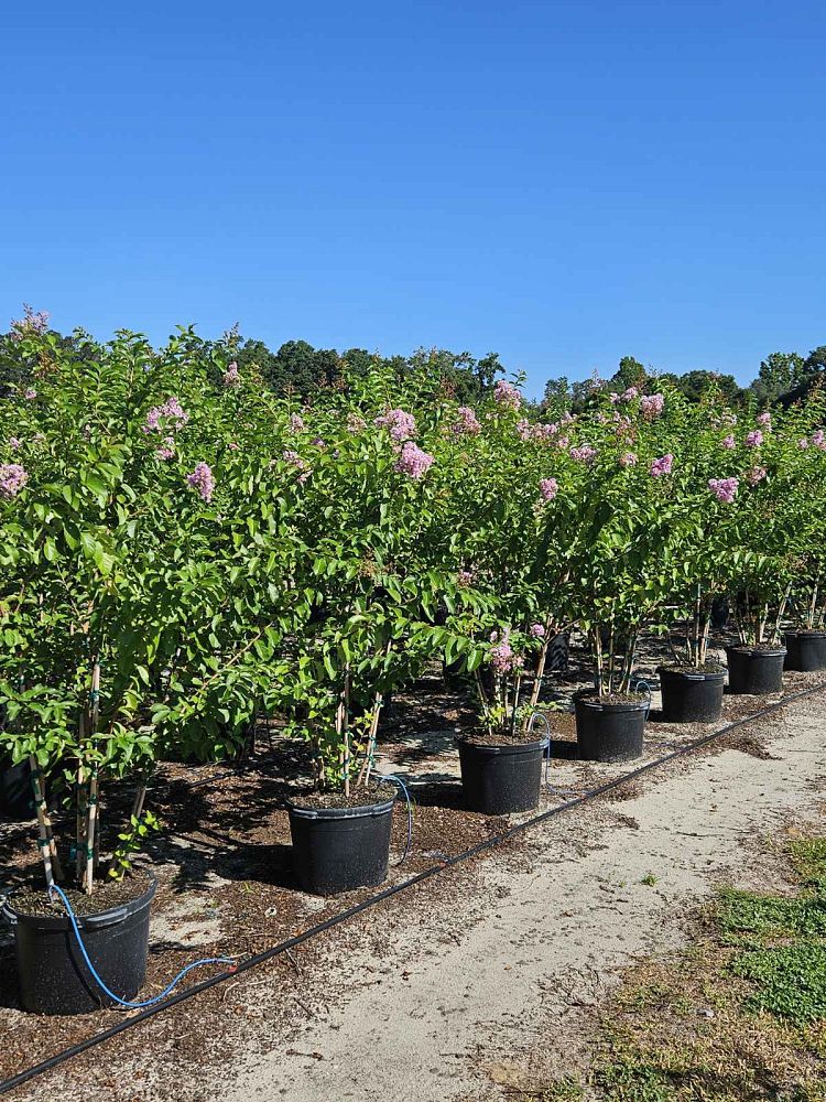 lagerstroemia-fauriei-muskogee-japanese-crape-myrtle
