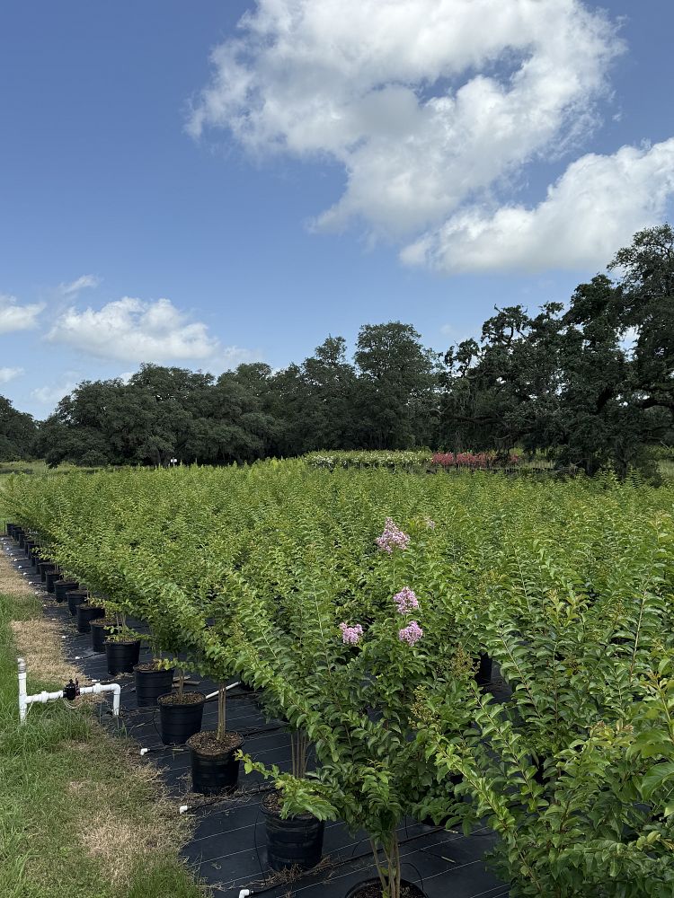 lagerstroemia-fauriei-muskogee-japanese-crape-myrtle