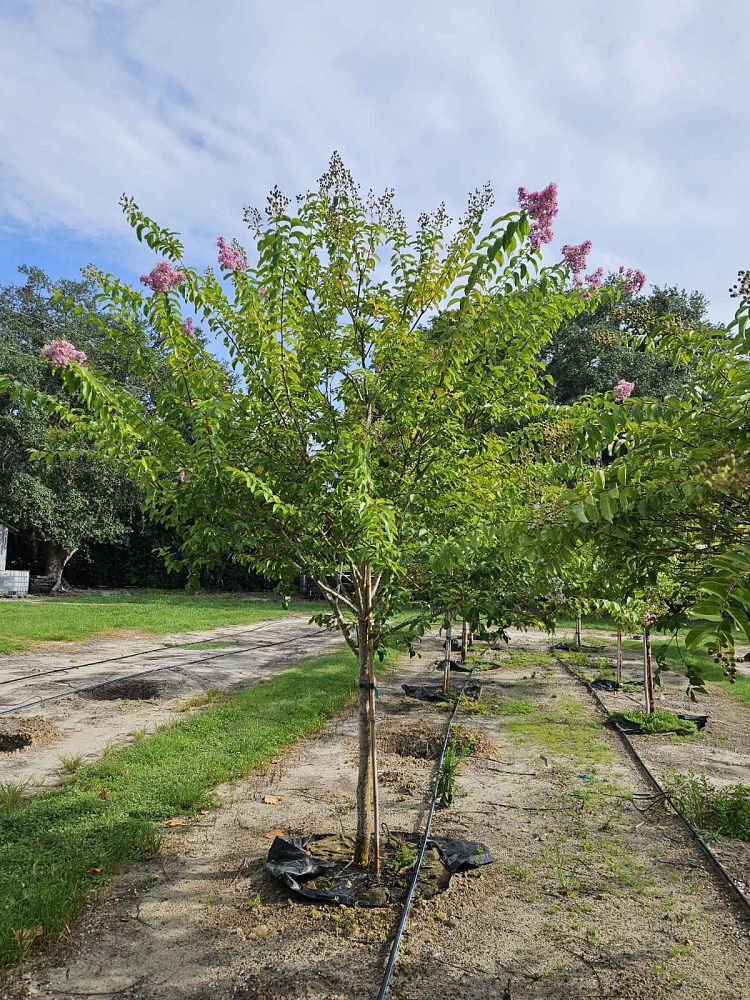 lagerstroemia-fauriei-muskogee-japanese-crape-myrtle