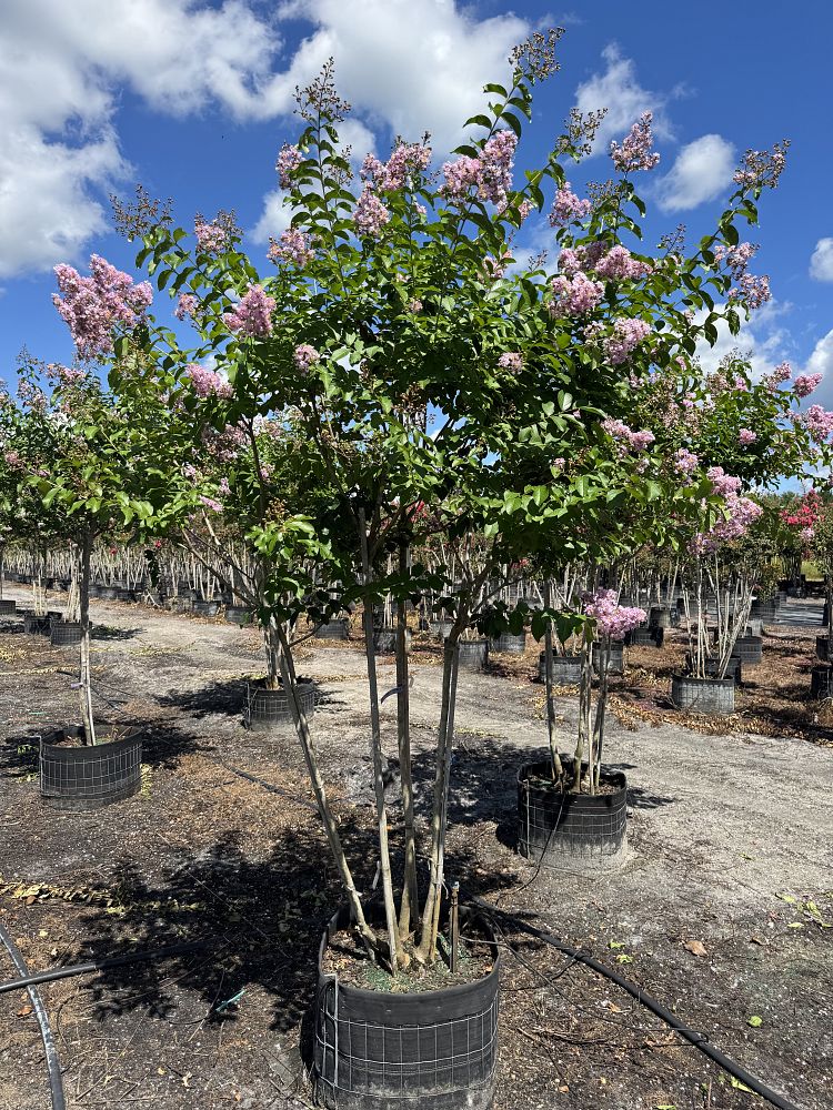 lagerstroemia-fauriei-muskogee-japanese-crape-myrtle