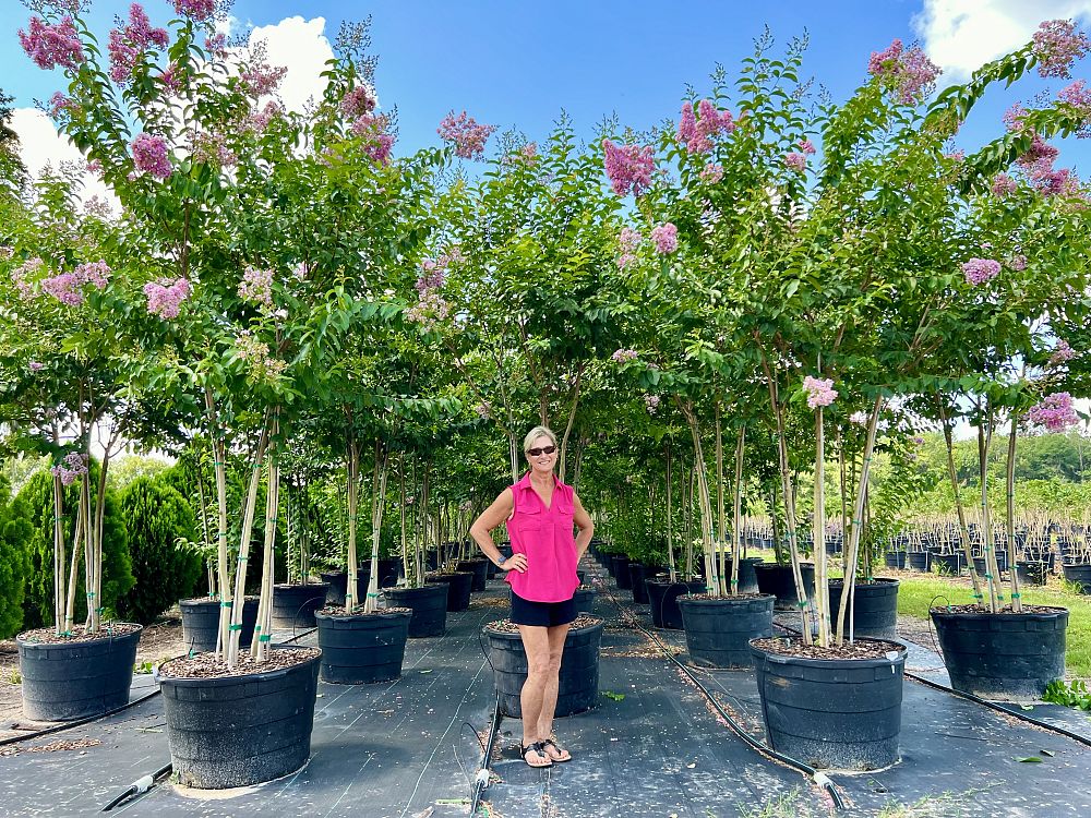 lagerstroemia-fauriei-muskogee-japanese-crape-myrtle