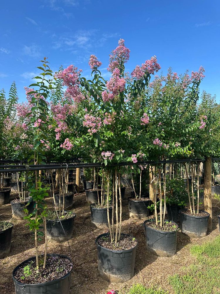 lagerstroemia-fauriei-muskogee-japanese-crape-myrtle