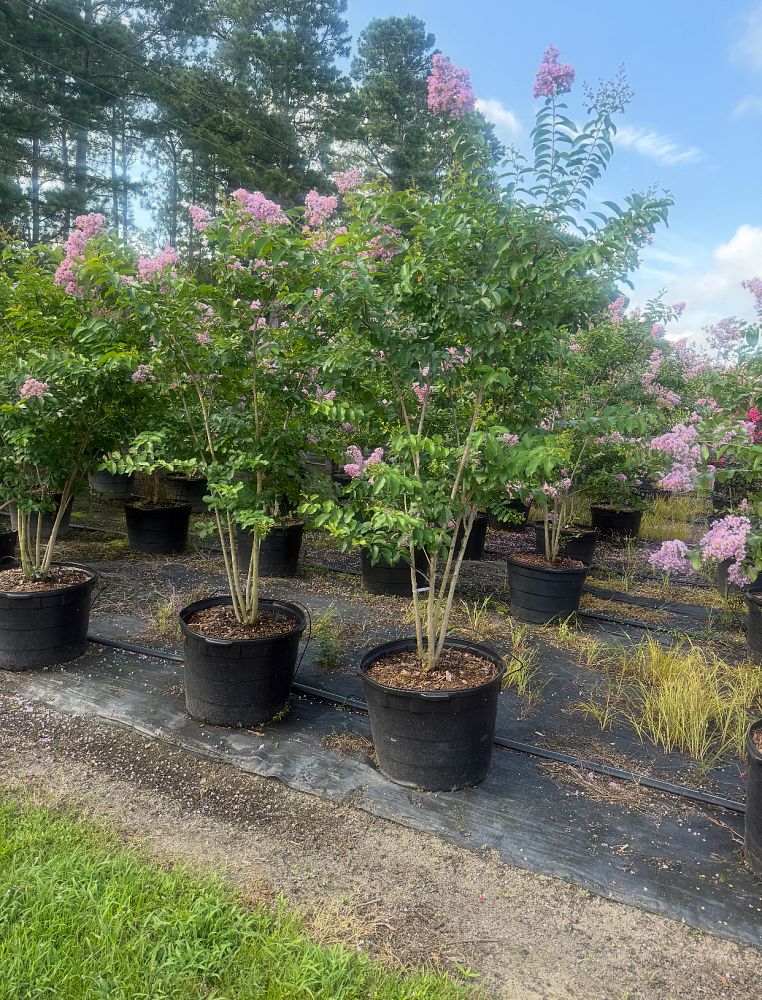 lagerstroemia-fauriei-muskogee-japanese-crape-myrtle