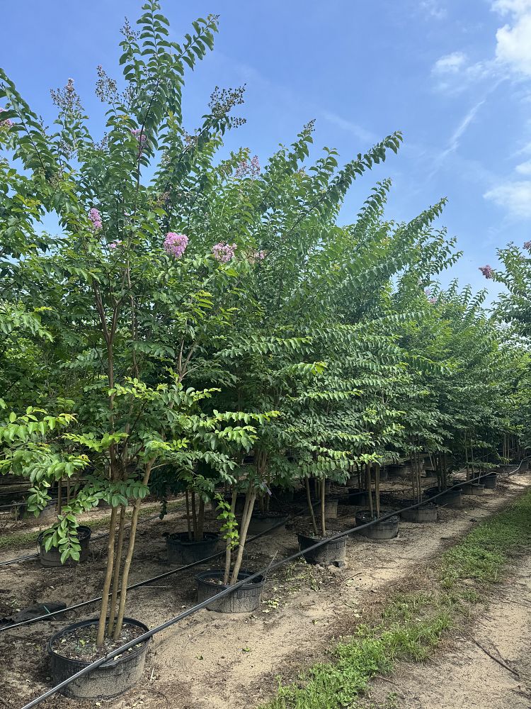 lagerstroemia-fauriei-muskogee-japanese-crape-myrtle