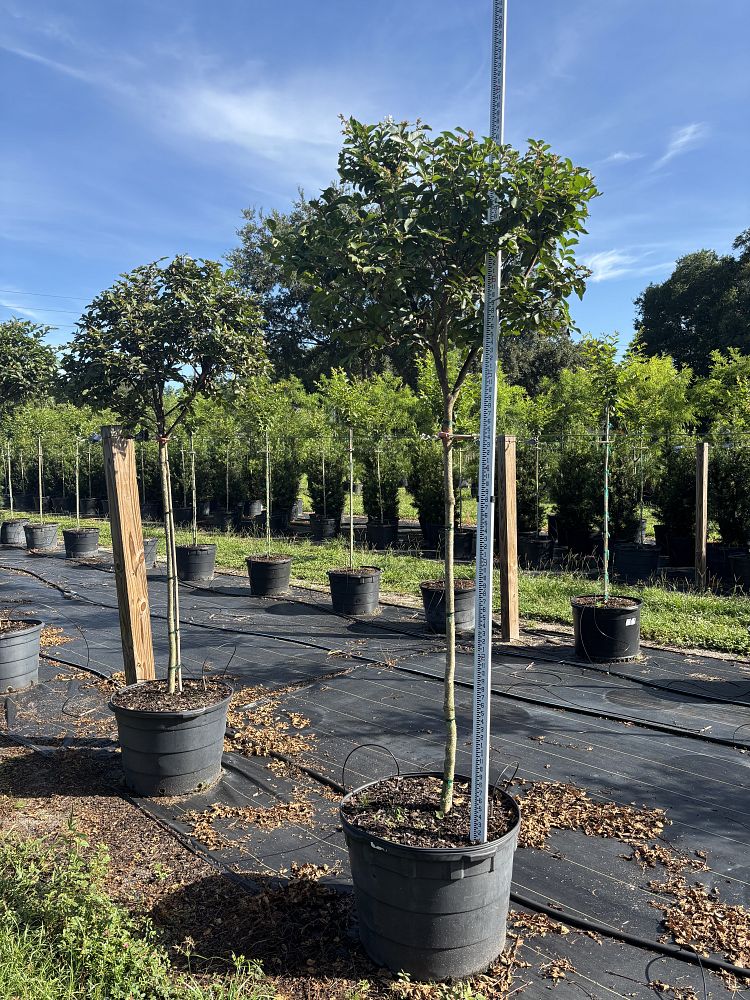 lagerstroemia-fauriei-muskogee-japanese-crape-myrtle