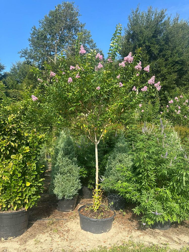 lagerstroemia-fauriei-muskogee-japanese-crape-myrtle