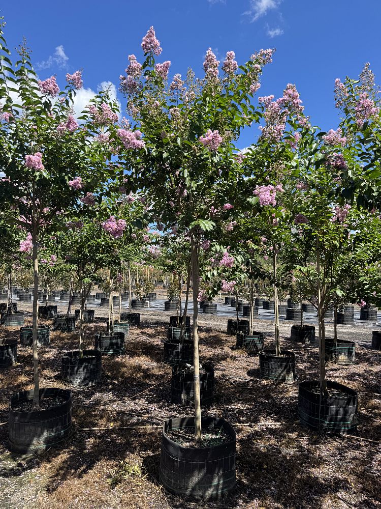 lagerstroemia-fauriei-muskogee-japanese-crape-myrtle