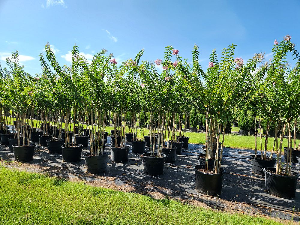 lagerstroemia-fauriei-muskogee-japanese-crape-myrtle