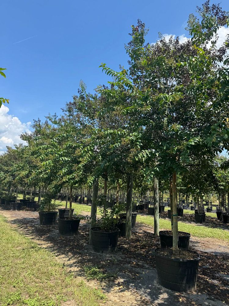 lagerstroemia-fauriei-muskogee-japanese-crape-myrtle