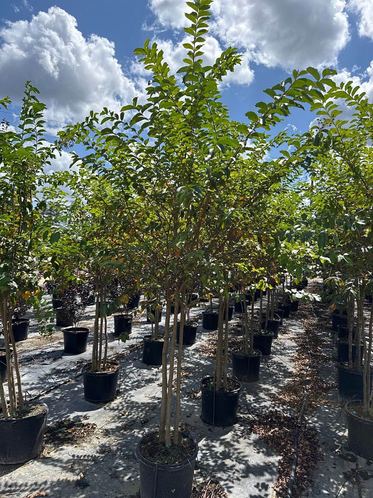 lagerstroemia-fauriei-muskogee-japanese-crape-myrtle