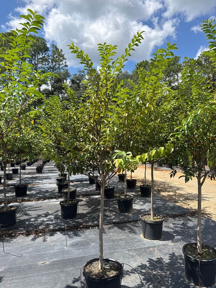 lagerstroemia-fauriei-muskogee-japanese-crape-myrtle