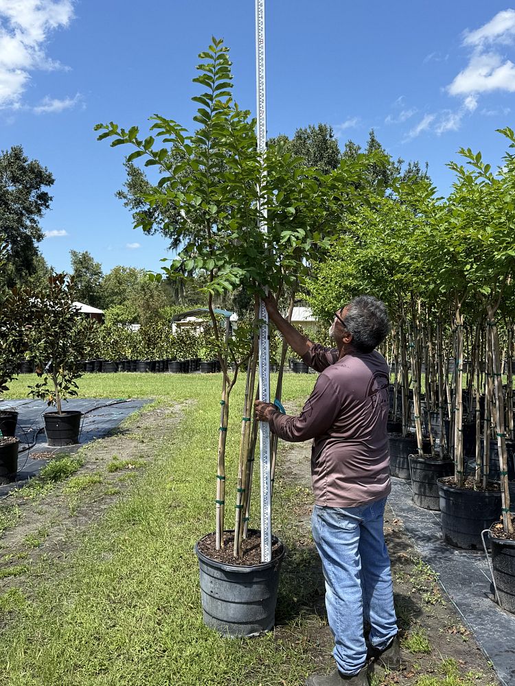 lagerstroemia-fauriei-muskogee-japanese-crape-myrtle