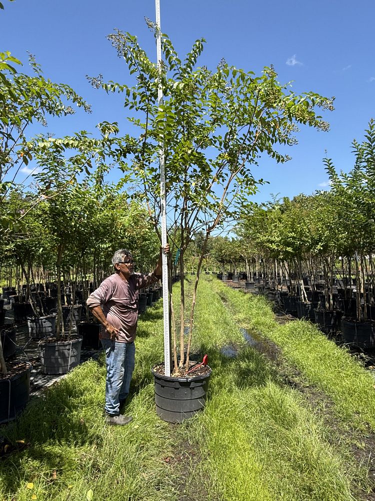 lagerstroemia-fauriei-muskogee-japanese-crape-myrtle
