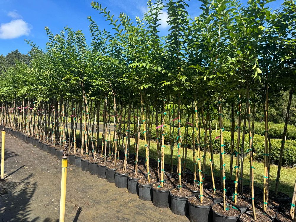 lagerstroemia-fauriei-muskogee-japanese-crape-myrtle