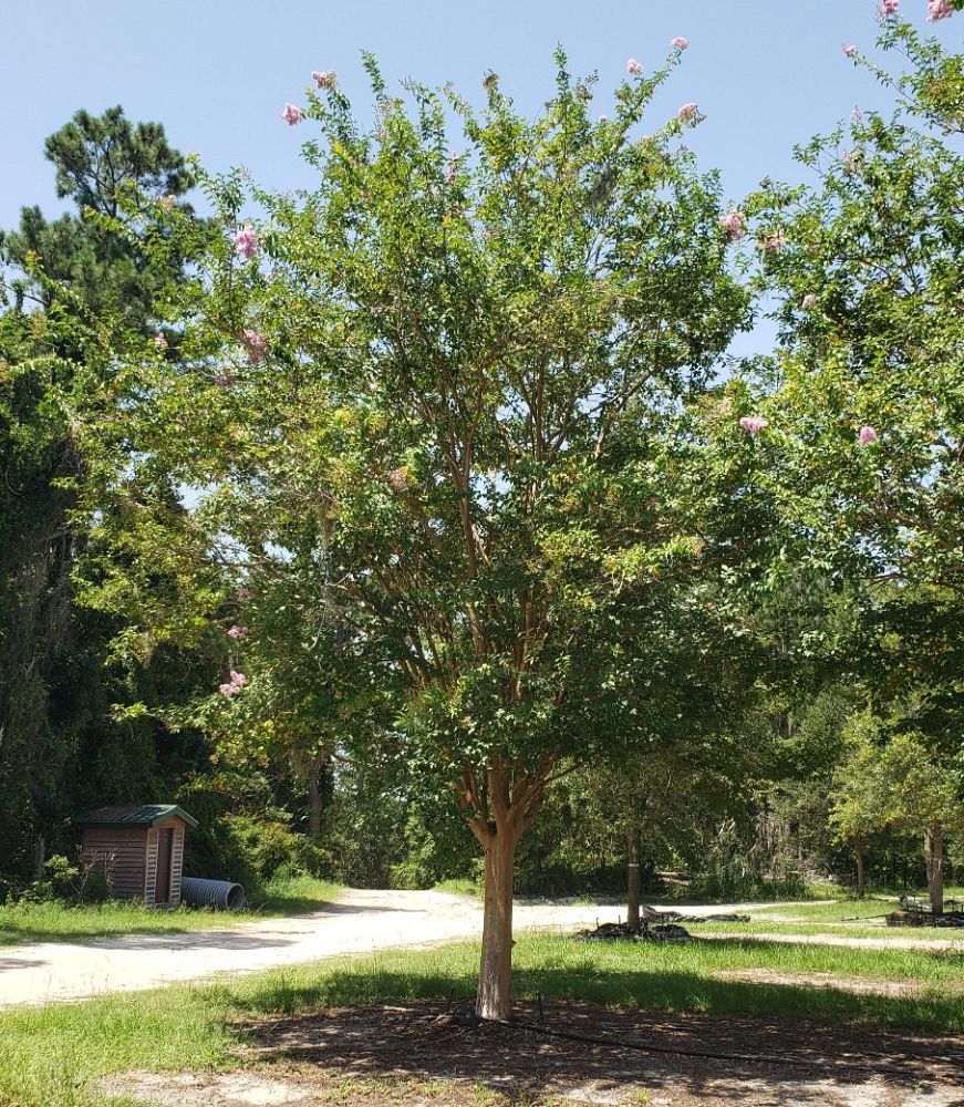 lagerstroemia-fauriei-muskogee-japanese-crape-myrtle