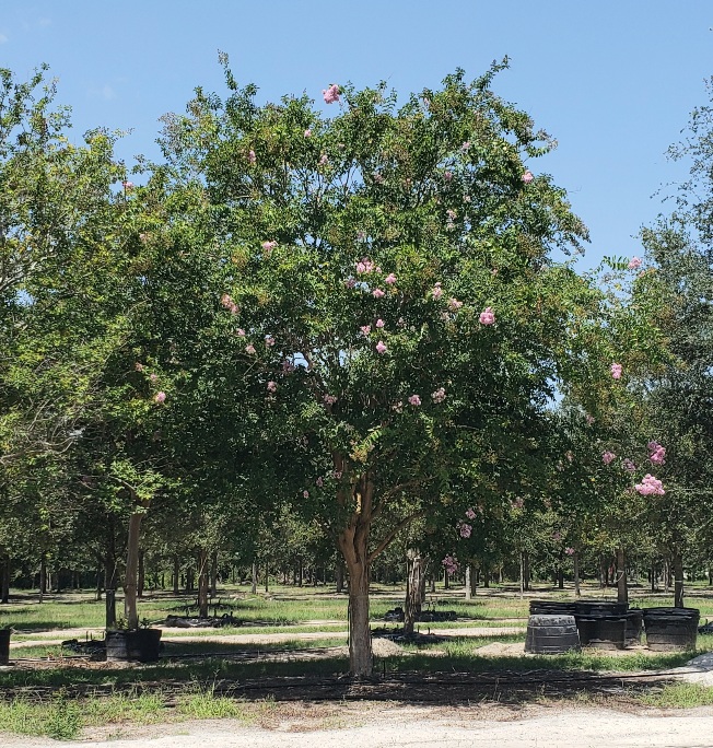 lagerstroemia-fauriei-muskogee-japanese-crape-myrtle