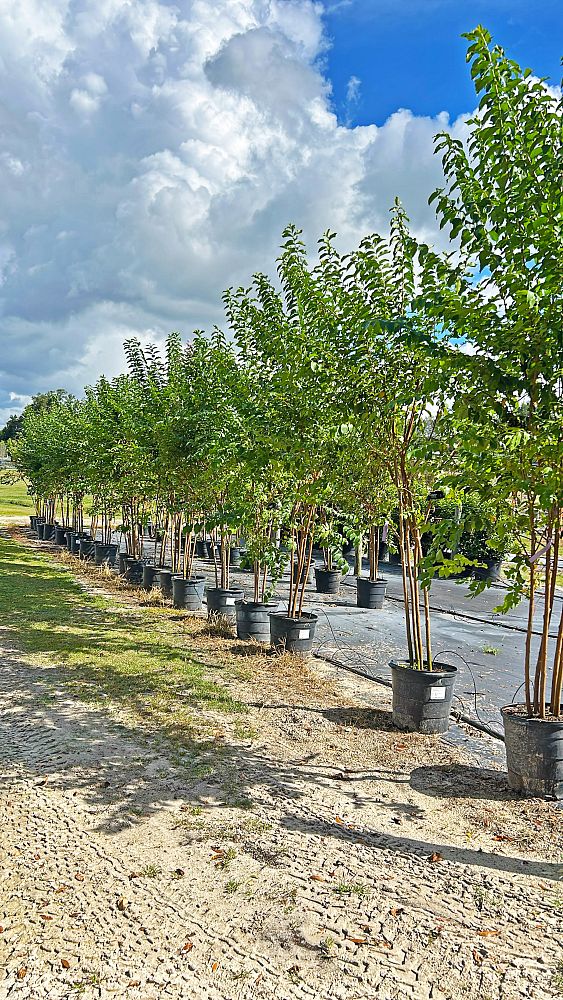 lagerstroemia-fauriei-muskogee-japanese-crape-myrtle