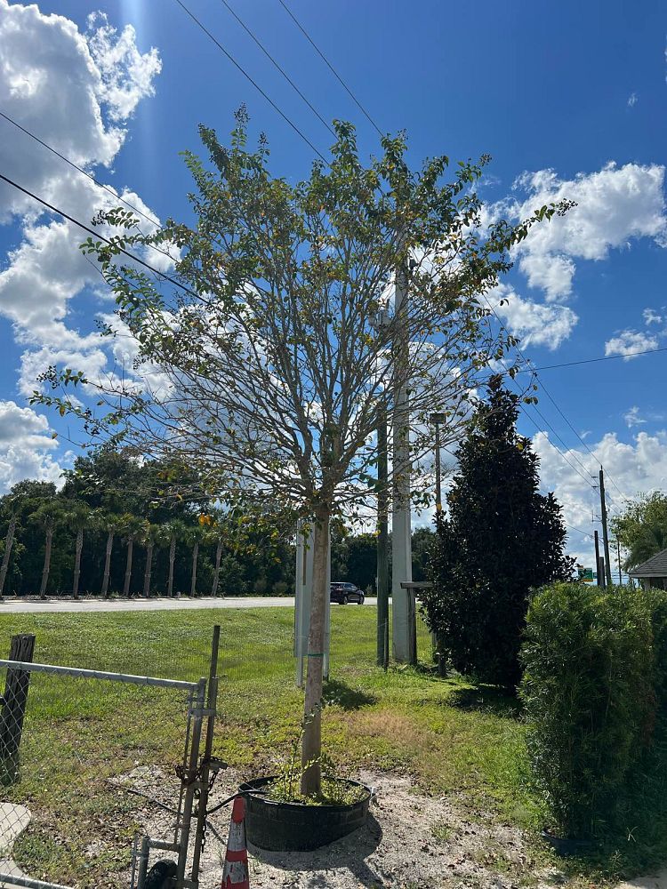 lagerstroemia-fauriei-muskogee-japanese-crape-myrtle