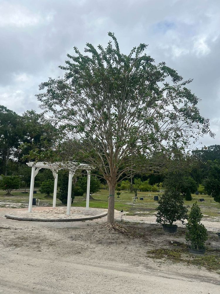 lagerstroemia-fauriei-muskogee-japanese-crape-myrtle