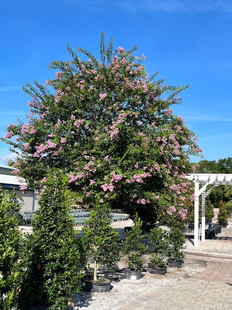 lagerstroemia-fauriei-muskogee-japanese-crape-myrtle