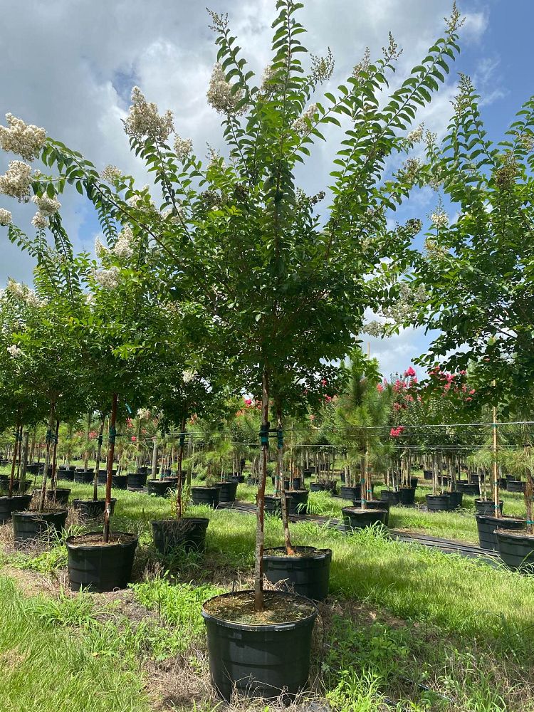 Lancaster Trees & Shrubs